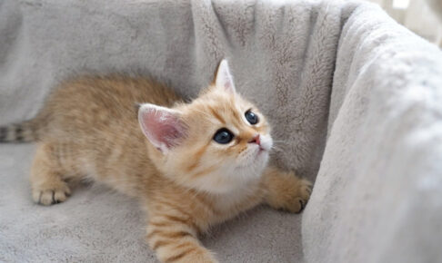 撫でられるとス~っと寝落ちする子猫 - 肉球ドットコム(299.com)