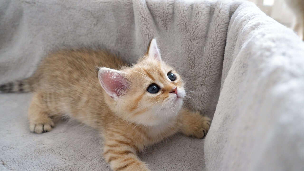 撫でられるとス~っと寝落ちする子猫 - 肉球ドットコム(299.com)