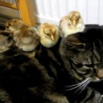 ヒヨコに乗られてしまった猫 - 肉球ドットコム(299.com)