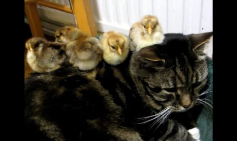 ヒヨコに乗られてしまった猫 - 肉球ドットコム(299.com)