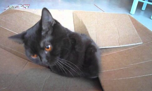ダンボール箱に入り込んでしまう猫 - 肉球ドットコム(299.com)