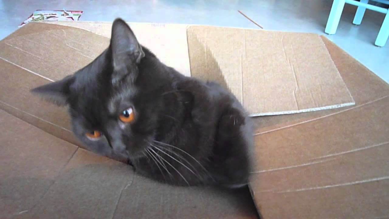 ダンボール箱に入り込んでしまう猫 - 肉球ドットコム(299.com)