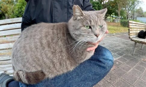 膝上大好きな野良猫 - 肉球ドットコム(299.com)