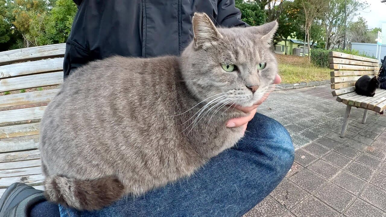 膝上大好きな野良猫 - 肉球ドットコム(299.com)