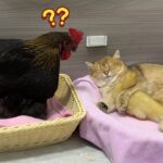 アヒルの子やヒヨコ達に懐かれてしまう猫達 - 肉球ドットコム(299.com)