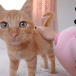 保護した初日から甘えん坊モード全開な茶トラ子猫 - 肉球ドットコム(299.com)