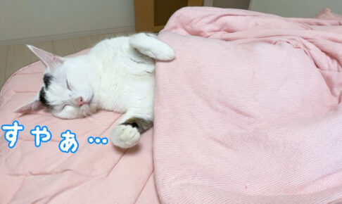 暑い夏はヘソ天で熱放出するのが一番にゃ - 肉球ドットコム(299.com)