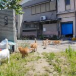 猫島の小学校の敷地は猫たちのパラダイスです - 肉球ドットコム(299.com)
