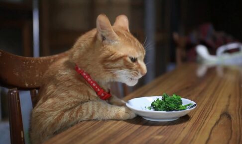 ブロッコリーの食感が気に入った猫さん - 肉球ドットコム(299.com)