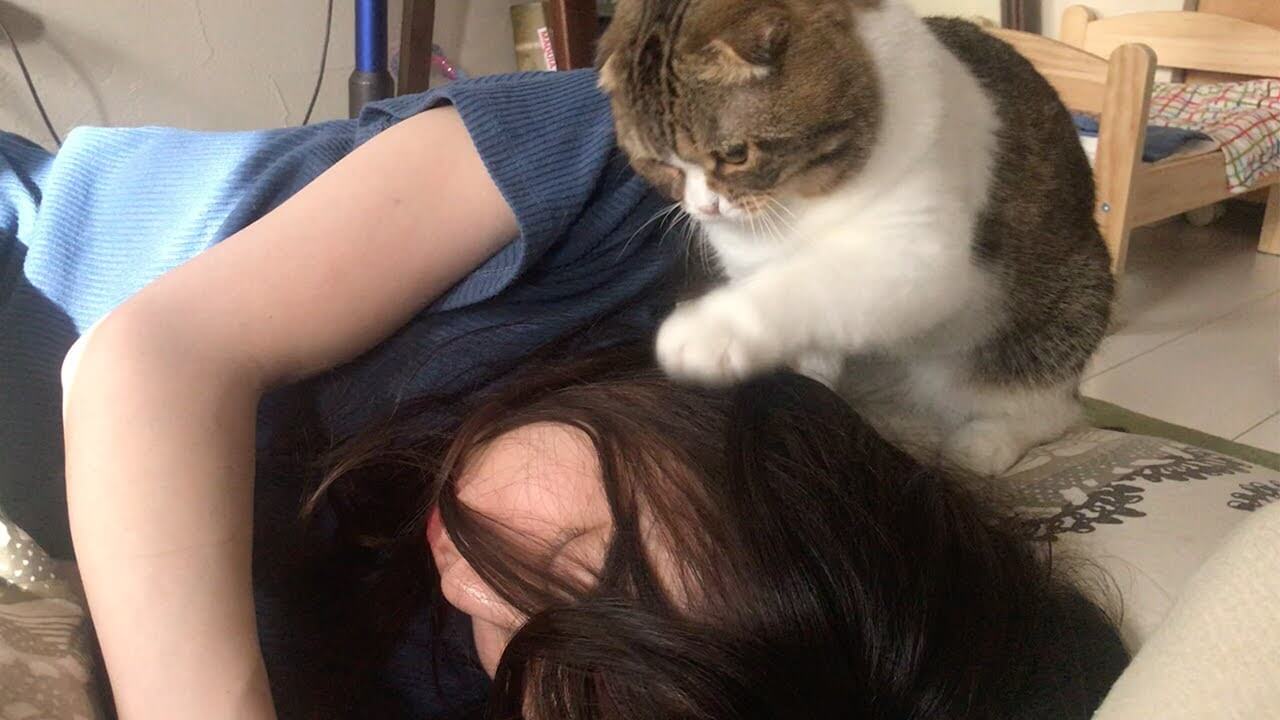 97819遠慮がちに飼い主さんを起こすポコ太郎が可愛い! - 肉球ドットコム(299.com)