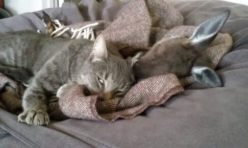 97823カンガルーが猫の耳の中を舐めながらグルーミングする様子が尊い - 肉球ドットコム(299.com)