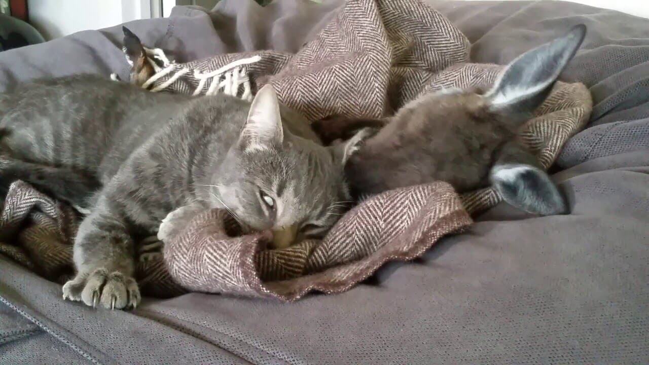 97823カンガルーが猫の耳の中を舐めながらグルーミングする様子が尊い - 肉球ドットコム(299.com)