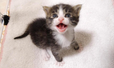 ミルクをゴクゴク飲み干したら毛布に巻かれてお昼寝です - 肉球ドットコム(299.com)