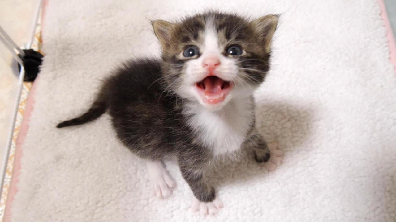 ミルクをゴクゴク飲み干したら毛布に巻かれてお昼寝です - 肉球ドットコム(299.com)