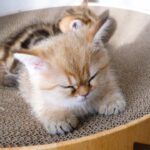 色んな場所で眠る子猫達 - 肉球ドットコム(299.com)