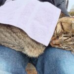 もっと撫でてニャ~と膝上へ飛び乗ってくる野良猫 - 肉球ドットコム(299.com)