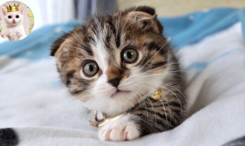 あおむけになって猫じゃらしに攻撃する子猫 - 肉球ドットコム(299.com)