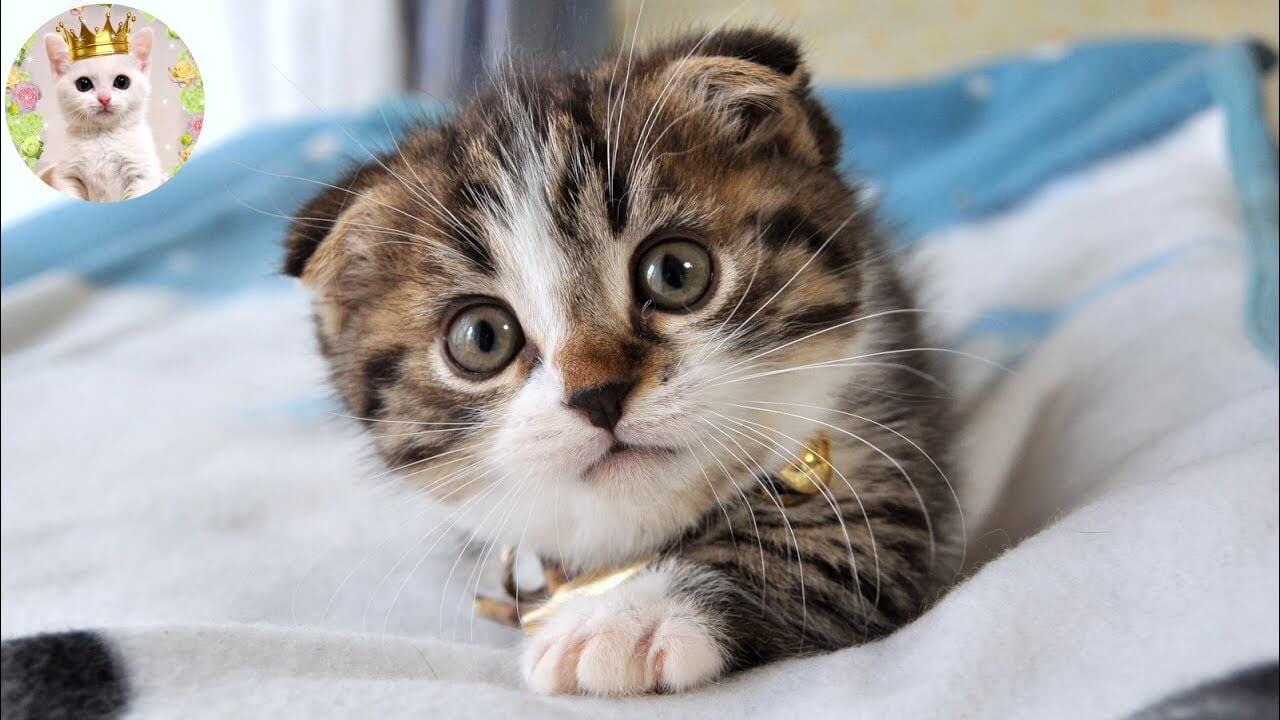 あおむけになって猫じゃらしに攻撃する子猫 - 肉球ドットコム(299.com)