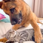 遊びたいワンコと遊びたくないニャンコ - 肉球ドットコム(299.com)