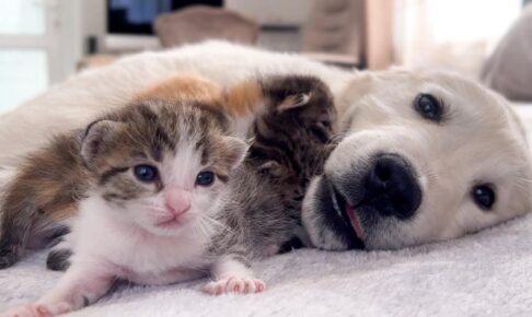 子猫たちを心から愛している子犬 - 肉球ドットコム(299.com)