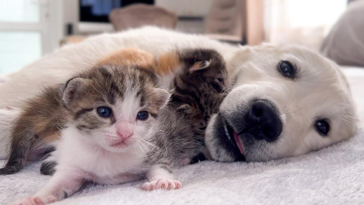 子猫たちを心から愛している子犬 - 肉球ドットコム(299.com)