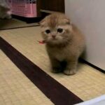 毛繕いをしようとしてひっくり返ってしまう猫ちゃんの動画 - 肉球ドットコム(299.com)