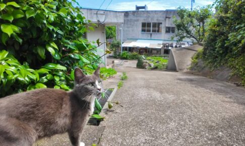 たくさんの猫達と一緒に散歩を楽しむ動画 - 肉球ドットコム(299.com)