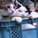 猫ちゃんをオンブしながらキノコを採取する動画 - 肉球ドットコム(299.com)