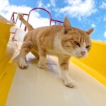 猫島の公園の滑り台で遊ぶ猫たち - 肉球ドットコム(299.com)
