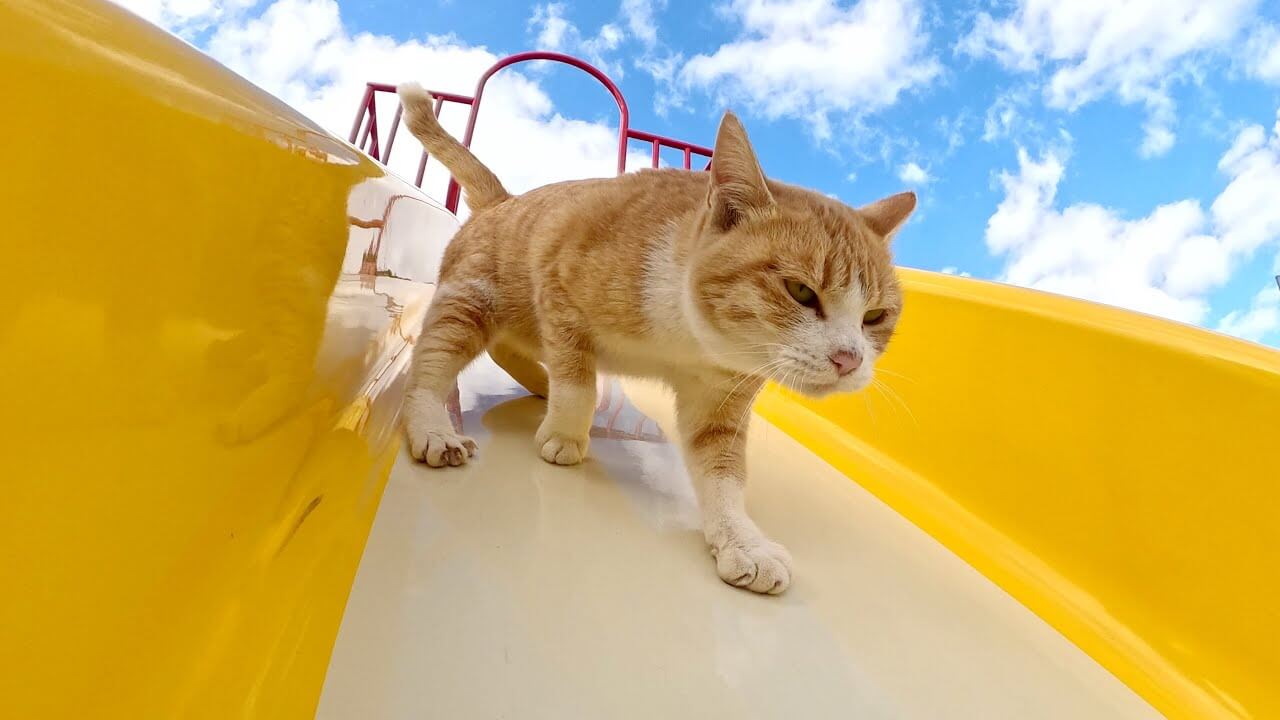 猫島の公園の滑り台で遊ぶ猫たち - 肉球ドットコム(299.com)