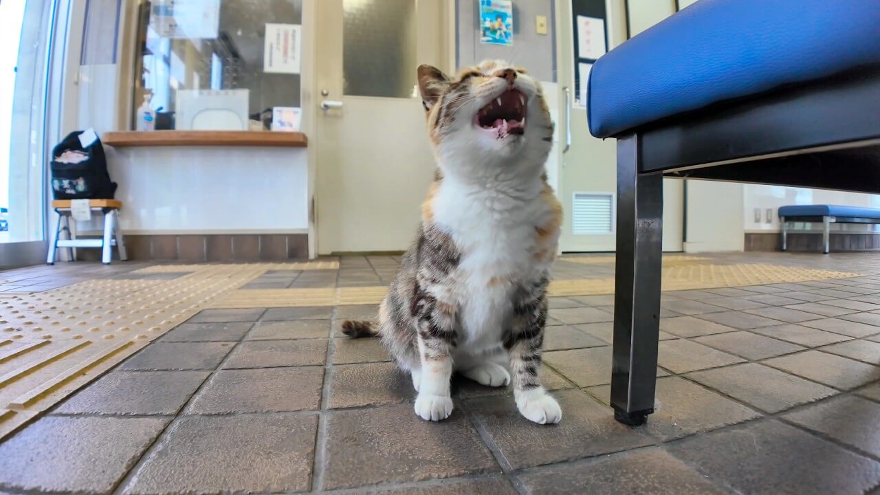 フェリー待合室でベタベタに甘えてきた三毛猫さん - 肉球ドットコム(299.com)