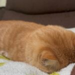 お風呂に入れられてプチキレでフテ寝する猫 - 肉球ドットコム(299.com)