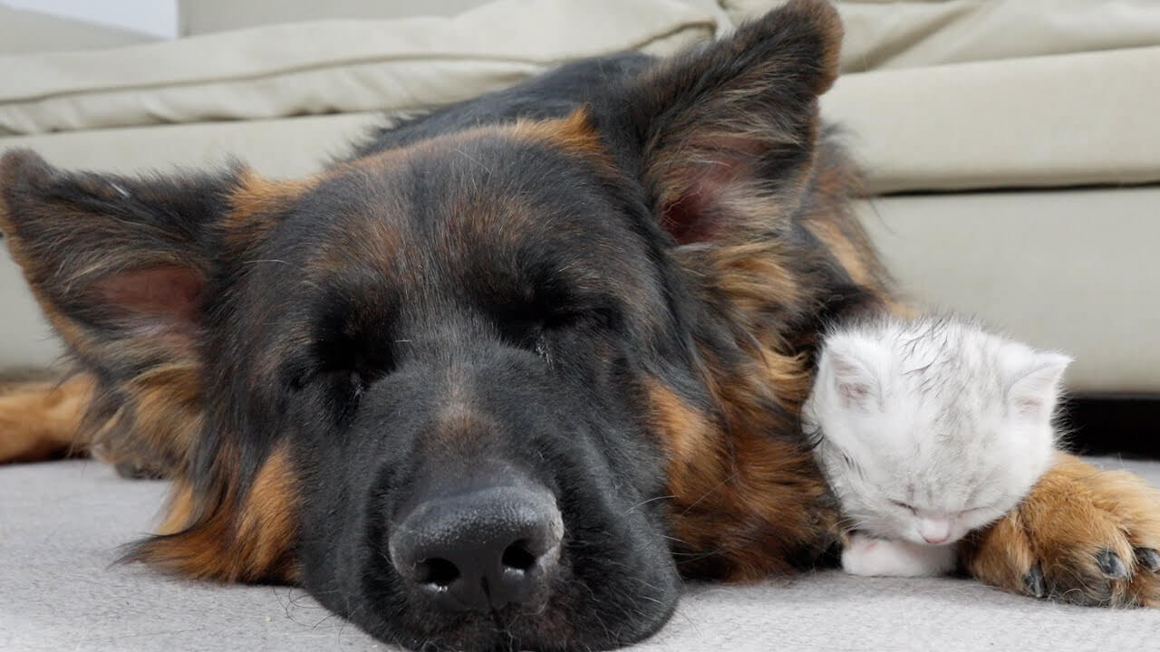 子猫にありったけの愛情を注ぐシェパード犬 - 肉球ドットコム(299.com)