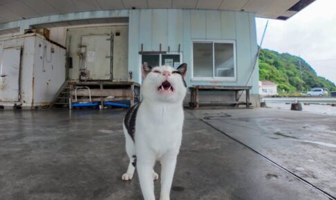 漁港の市場の猫さんと静かな時間を過ごします - 肉球ドットコム(299.com)
