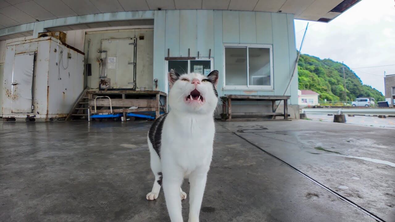 漁港の市場の猫さんと静かな時間を過ごします - 肉球ドットコム(299.com)