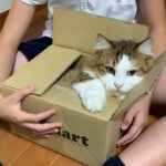 段ボール箱を前にワクワクがとまらない秀吉くん - 肉球ドットコム(299.com)