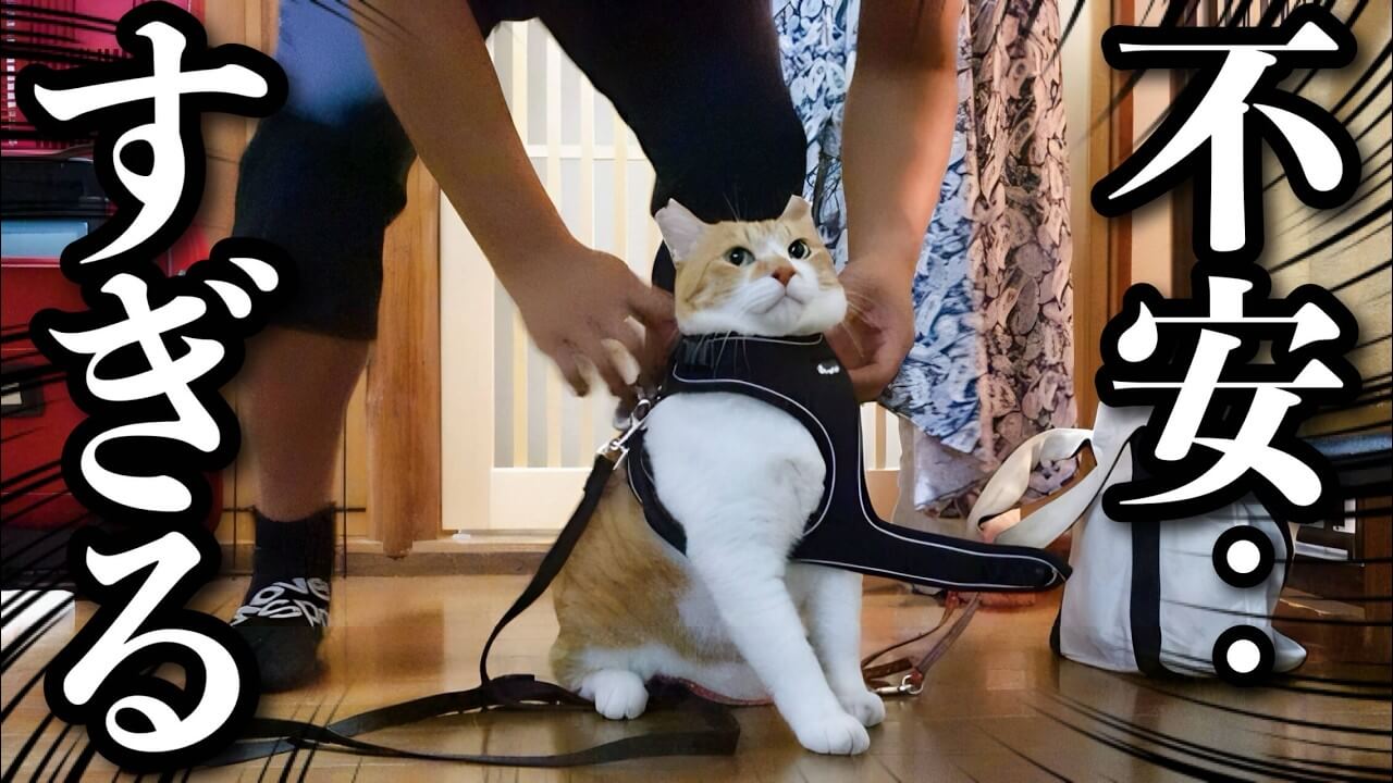 夜に猫を散歩へ連れて行ってみた - 肉球ドットコム(299.com)