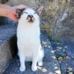 猫島の人懐こい猫さんとの癒しのひととき - 肉球ドットコム(299.com)
