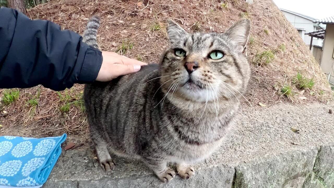 まんまるにしあわせ太りしたキジトラ猫さん - 肉球ドットコム(299.com)