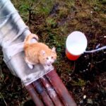 バケツのエレベーターでお散歩から帰宅した猫 - 肉球ドットコム(299.com)