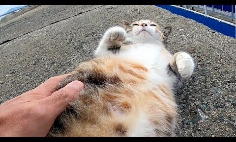 港で暮らす猫さんたちとの濃密な時間 - 肉球ドットコム(299.com)