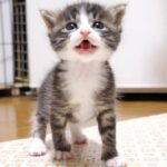 尻尾をプルプル震わせながらミルクを飲む子猫 - 肉球ドットコム(299.com)