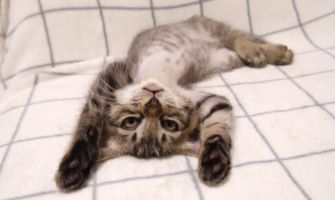 ソファーでゴロゴロは気持ちいいニャ~ - 肉球ドットコム(299.com)