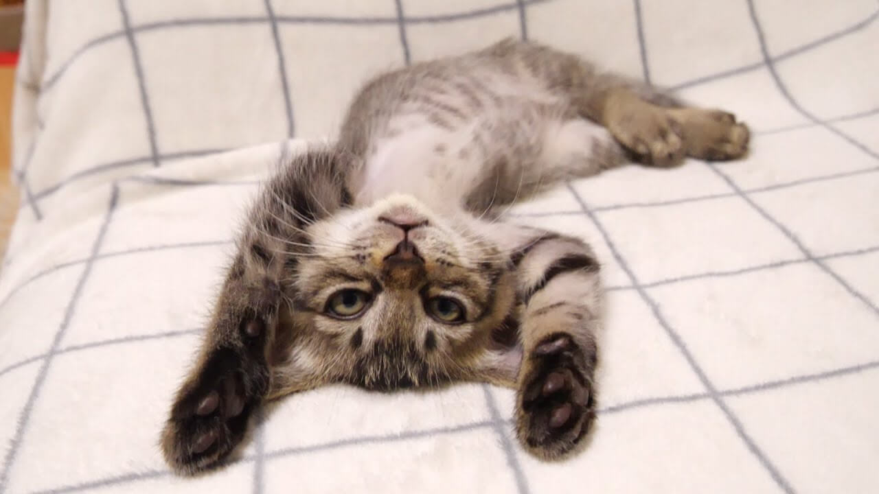 ソファーでゴロゴロは気持ちいいニャ~ - 肉球ドットコム(299.com)