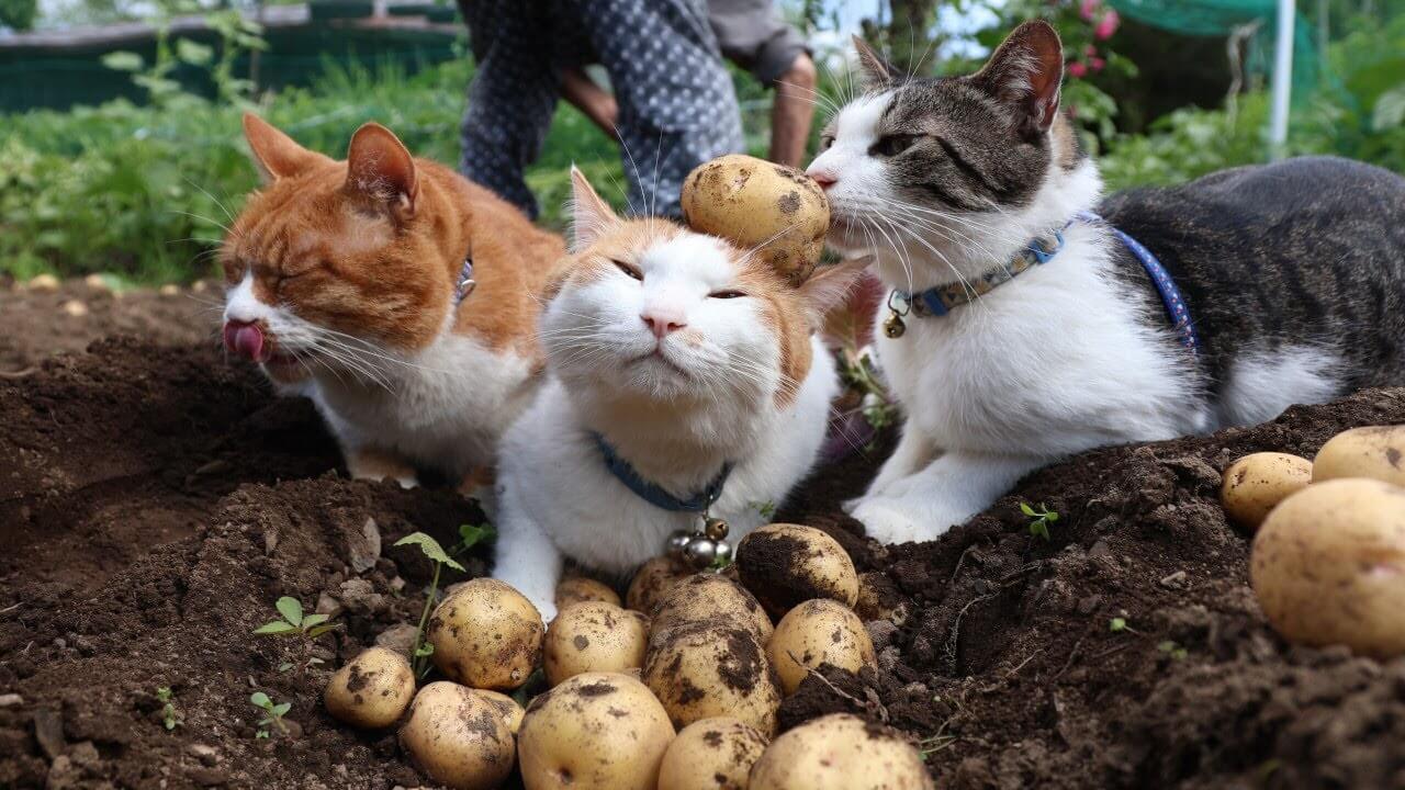 じゃがいもの収穫をしに畑へ向かうおばあちゃんとニャンズたち - 肉球ドットコム(299.com)