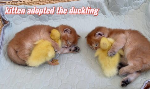 子猫とアヒルのヒナが、まるで本当の兄弟のようです - 肉球ドットコム(299.com)