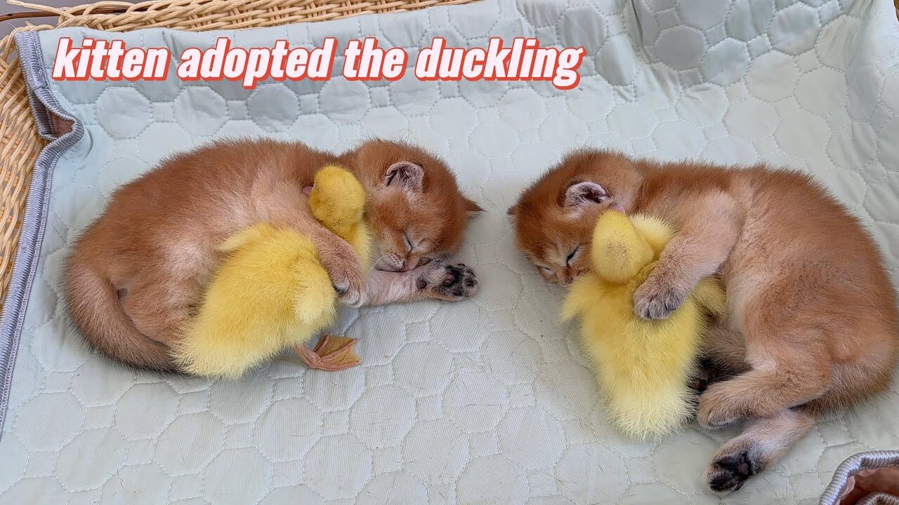子猫とアヒルのヒナが、まるで本当の兄弟のようです - 肉球ドットコム(299.com)