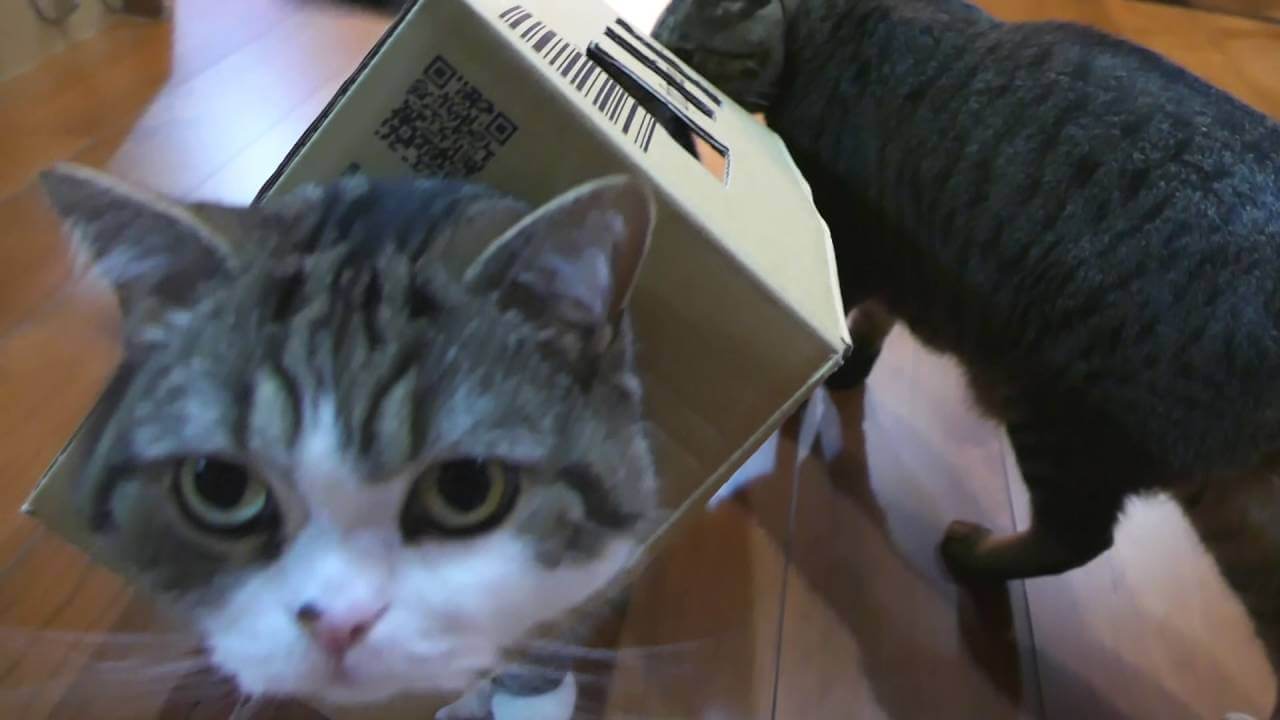 箱から箱へ - 肉球ドットコム(299.com)