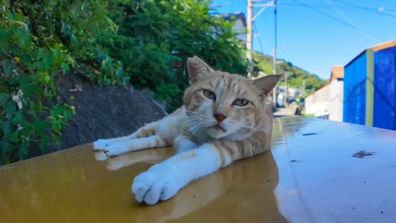 ちゅーるの香りに一瞬でシャキーン!と目覚めたニャンコさん - 肉球ドットコム(299.com)
