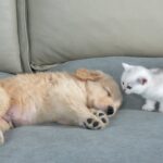 爆睡中の子犬に興味津々な子猫 - 肉球ドットコム(299.com)